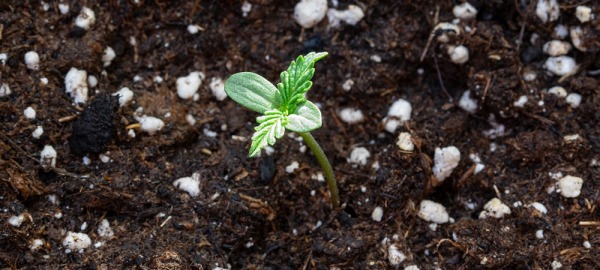 Principali punti da considerare prima di concimare e modificare il terreno nelle fattorie di canapa e marijuana all'aperto