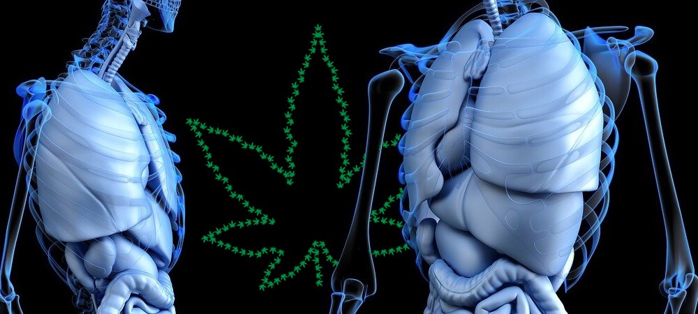 Un estudio innovador del hígado con CBD proporcionado a la FDA no muestra toxicidad hepática