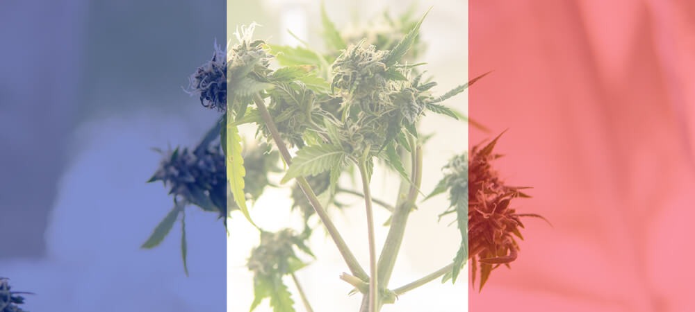 The Court of Cassation judges the sale of CBD in France to be legal