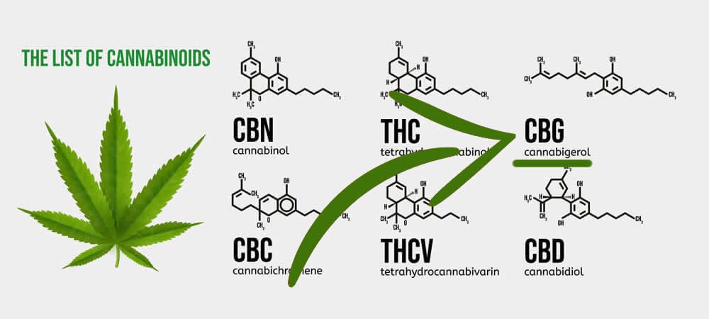 How Cannabigerol Can Help in the Fight Against Antibiotic Resistant Bacteria and Viruses