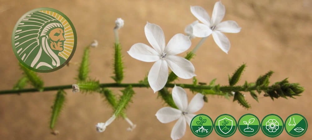 Gebruik van Plumbago Zeylanica L. in de oude Ayurveda