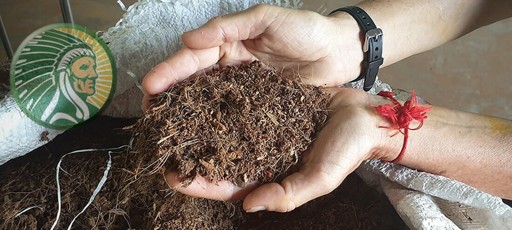 Benefícios do cultivo de maconha em substrato 100% de coco