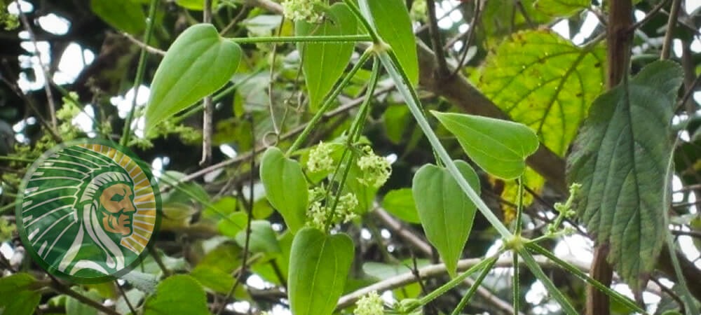 Uso di Rubia cordifolia L. nell&#39;antica Ayurveda