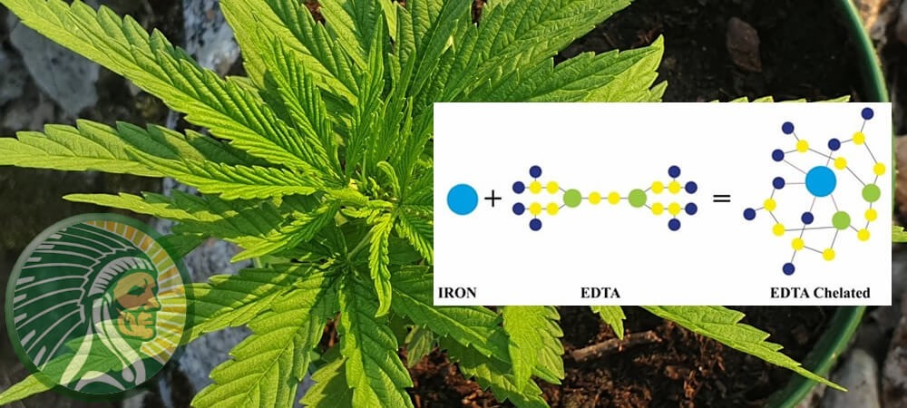 Que sont les micro-éléments chélatés?