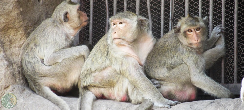 NÃO à escravidão dos macacos para colher cocos!