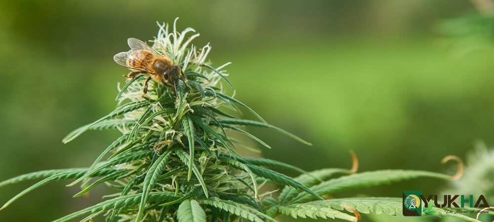 Researchers Discover Hemp Could Help Restore Bee Populations