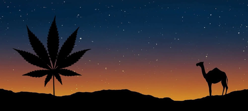 Marokko om de productie van cannabis voor therapeutisch gebruik te legaliseren