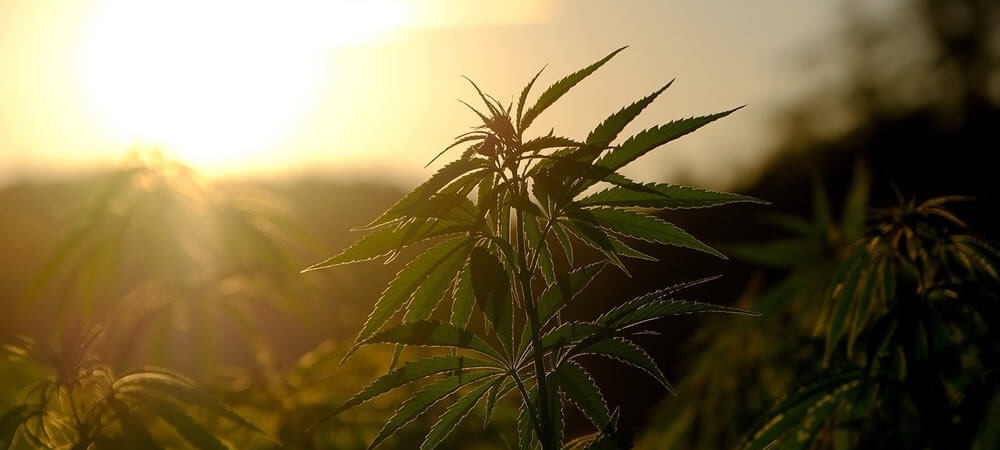 Come preparare i campi di canapa e marijuana all'aperto per la stagione di crescita