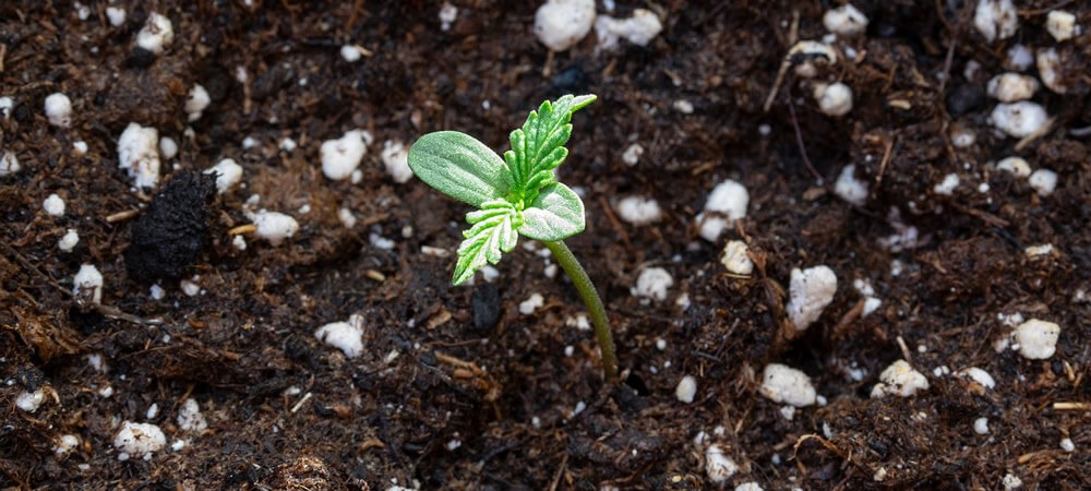 Puntos principales a considerar antes de fertilizar y modificar el suelo en granjas de cáñamo y marihuana al aire libre