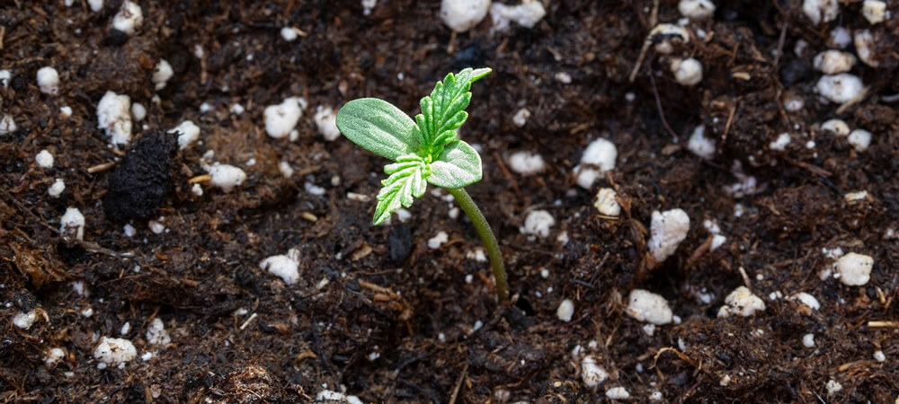 Halten und Vorbehandeln von jungen Hanf- und Marihuana-Pflanzen vor dem Umpflanzen
